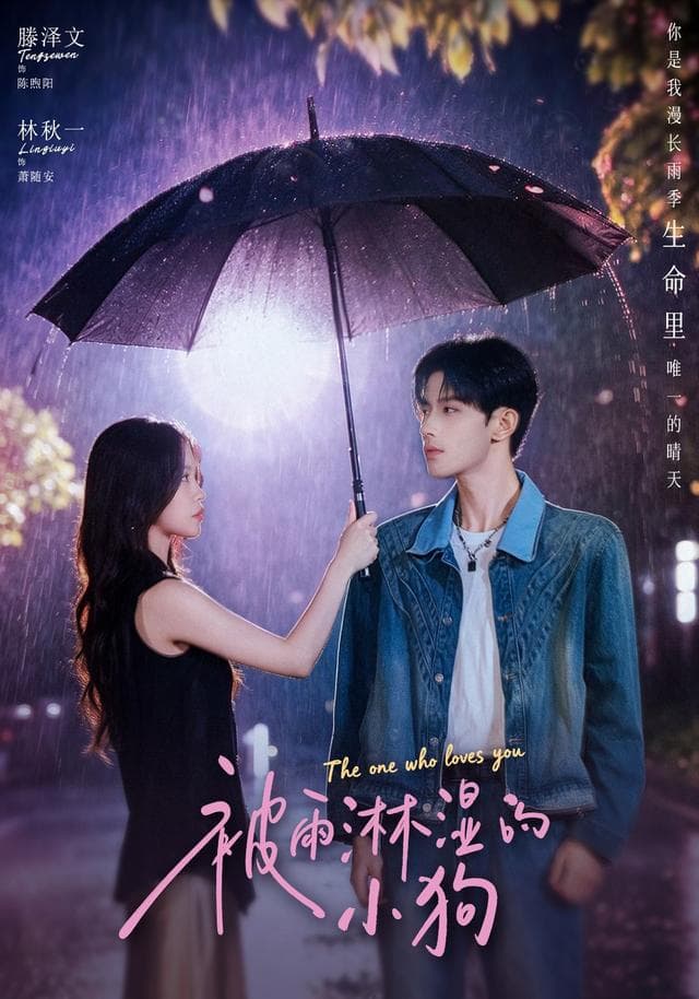 被雨淋湿的小狗海报