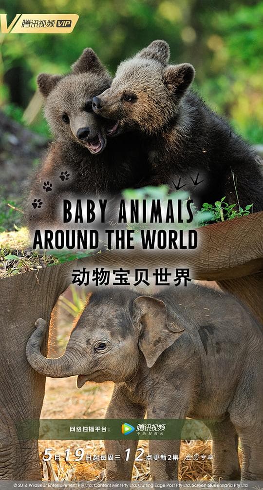 动物宝贝世界海报