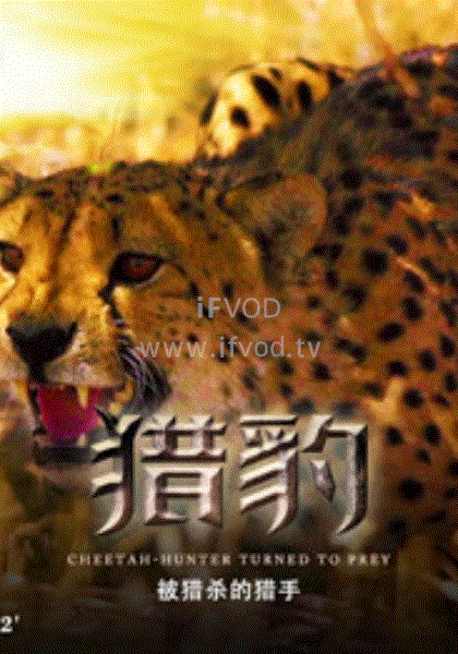 猎豹·被捕杀的猎手海报