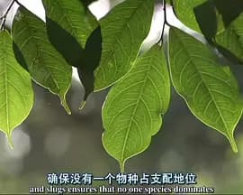 自然世界:蚂蚁攻击海报